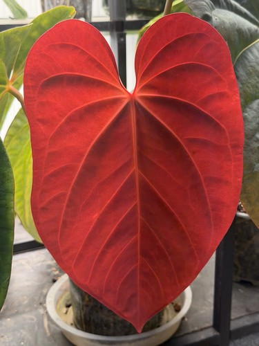 Anthurium carlablackiae x - anthurium, [(carlablackiae