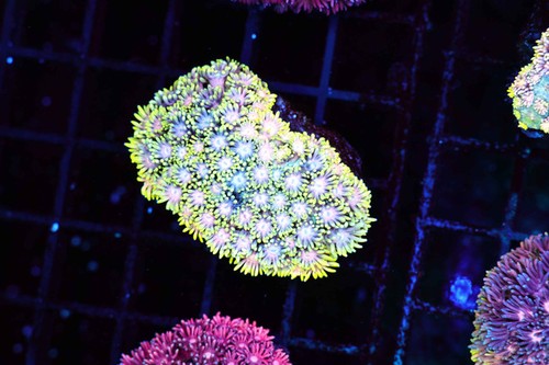 Bright lemonade goniopora - bright,