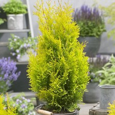 Thuja Smaragd | Evergreen