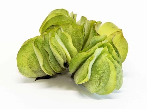 Salvinia natan butterfly - salvinia,