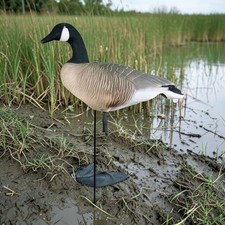 Canada Goose Decoy Life Size