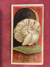 ALLEN & GINTER BIRDS OF AMERICA cigarette card - FANTAIL PIGEON