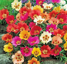 3300 seeds MOSS ROSE PORTULACA GRANDIFLORA SINGLE FLOWERED MIXED+ FREE LABEL