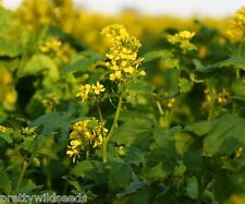 White Mustard Green manure seeds Sinapis alba  50g to 10kg  Wholesale BULK