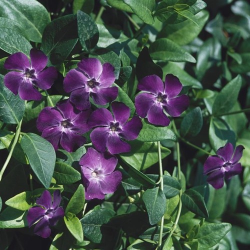 Vinca minor bowles - vinca,