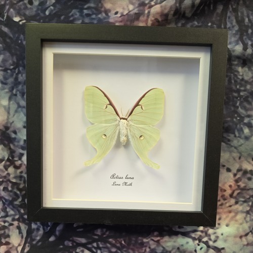 Luna moth - moth, (actias