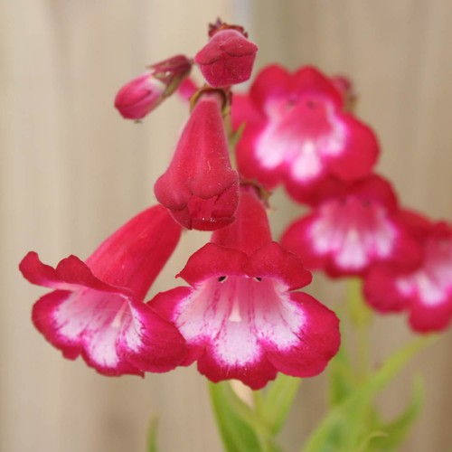 Penstemon king george in - penstemon, v'
