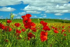 Wild Flower - Papaver rhoeas - Red Common Field Poppy - 1kg Seed - Bulk