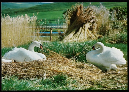 Swans ideal nesting site all - swans,