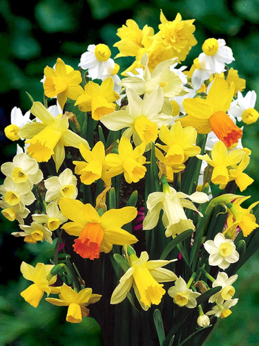 Miniature daffodils - x,