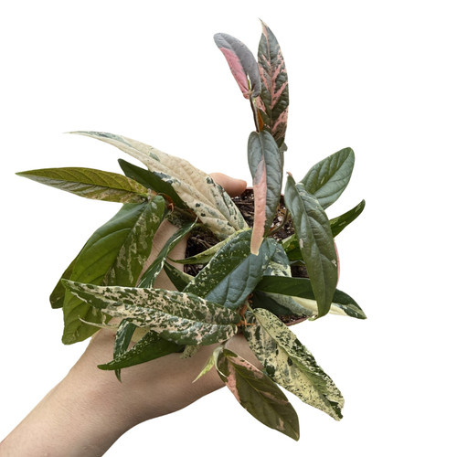 Ficus sagittata pink - sagittata,