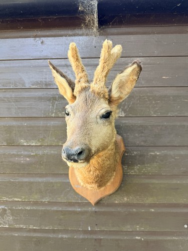 Vintage taxidermy roe deer - taxidermy,