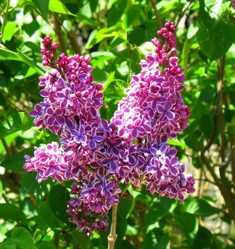 Lilac syringa sensation plant - lilac,