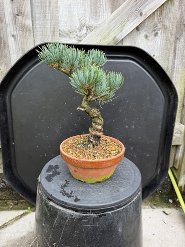 Japanese white pine bonsai - japanese,