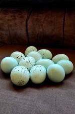 Rare celadon quail - rare,