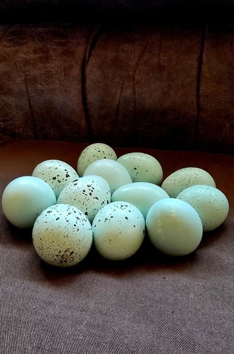 Rare celadon quail hatching - celadon,