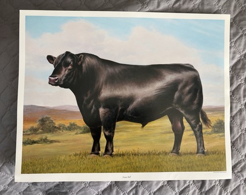 1994 black angus bull - black,