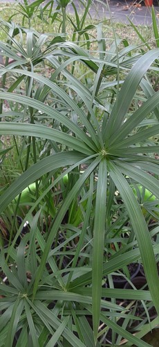 Umbrella palm cyperus - palm, (cyperus