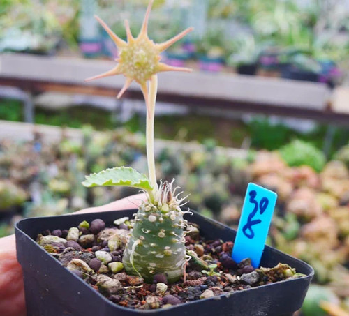 1piece 2cm seedgrowth - 1piece,