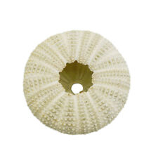 1-pack Green Sea Urchin Shell