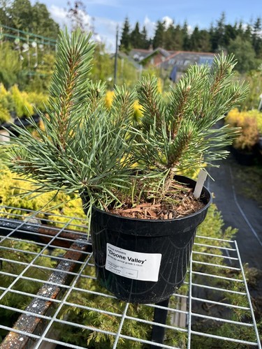 Scots pine doone valley - scots, 'doone