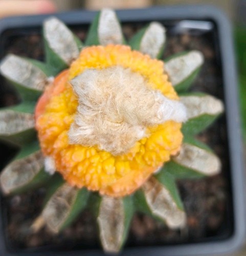 Ariocarpus godzilla - ariocarpus, 'godzilla'