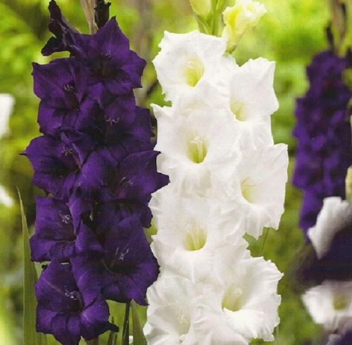 Large gladioli sweet dreams - gladioli,