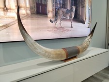 Authentic real bull cow - real,