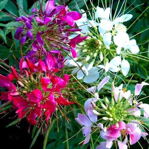 Mixed colors cleome seeds - mixed, |