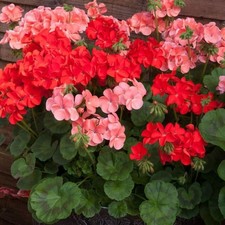 GERANIUMS x18 Plug Plants