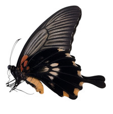 Papilio lowi Papered Specimens