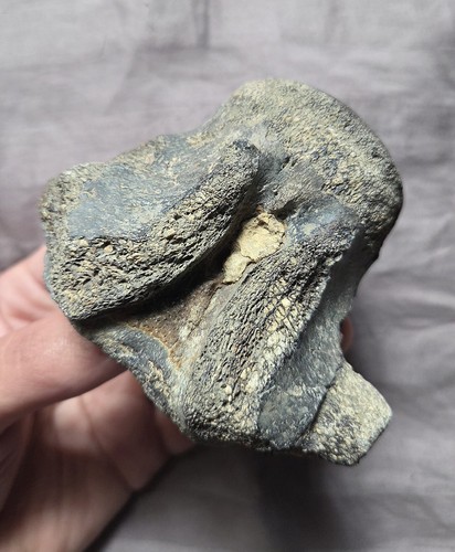 Rare huge mosasaurus - rare,