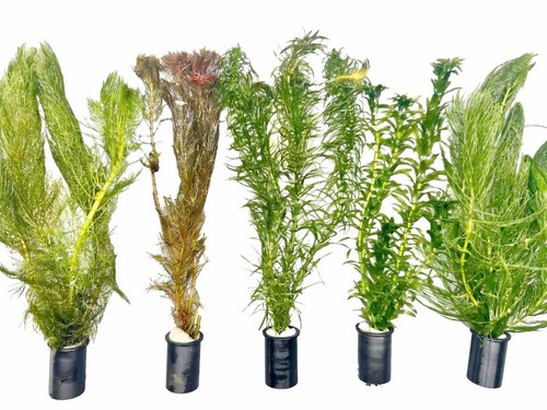 Oxygenating pond plants - plants, x5