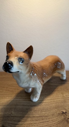 Large gorgeous corgi dog - gorgeous,