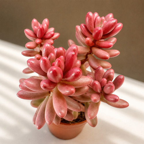 Sedum rubrotinctum