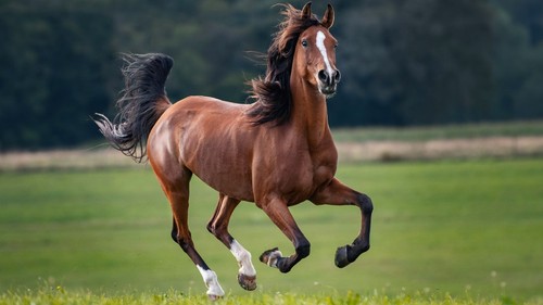 660610 horse wall art - wall, print