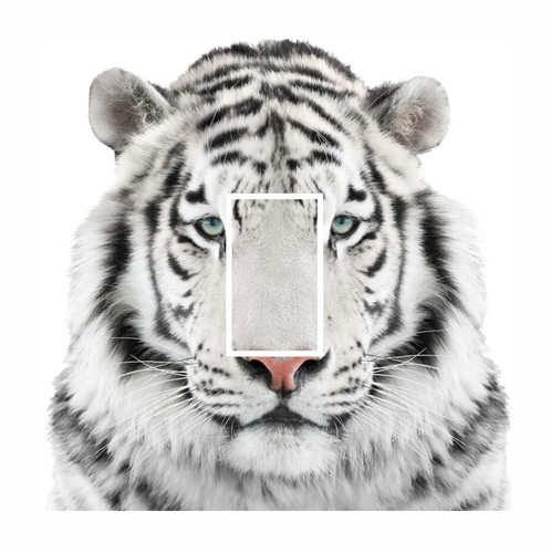 Novelty cute white siberian - cute,