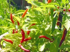  Chilli Pepper, 'Piri Piri' 6 Seeds. Hot Chilli. 1st Class UK Delivery.