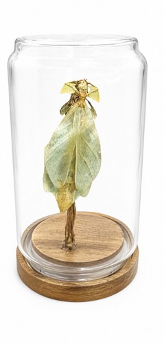 Phylliidae leaf mimic - xl,
