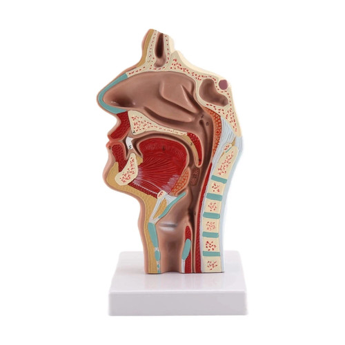 Nasal cavity throat anatomy - cavity,