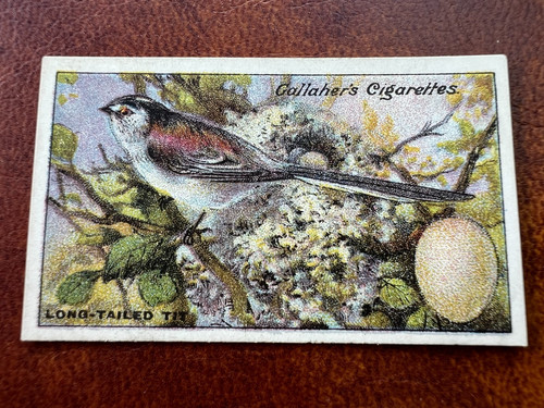 Gallaher birds nests - -,