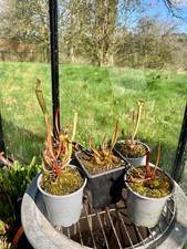 Sarracenia Seedlings from