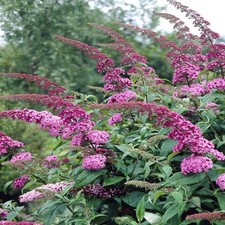 Buddleia Pink Delight Butterfly Bush Outdoor Flowering Garden Shrub Plant in Pot