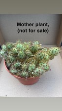 Opuntia Fragilis Brittle