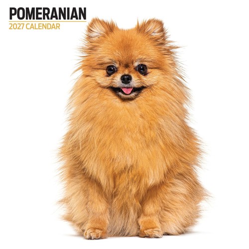 Pomeranian 2027 modern - pomeranian,