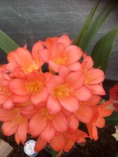 2 x Clivia m. Pastel Pink