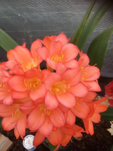 Clivia pastel pink - 2,