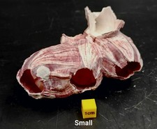 Natural barnacle cluster - natural,