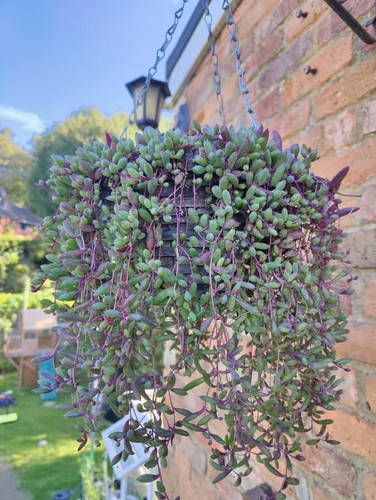 Inch rooted cuts purple - 3, x