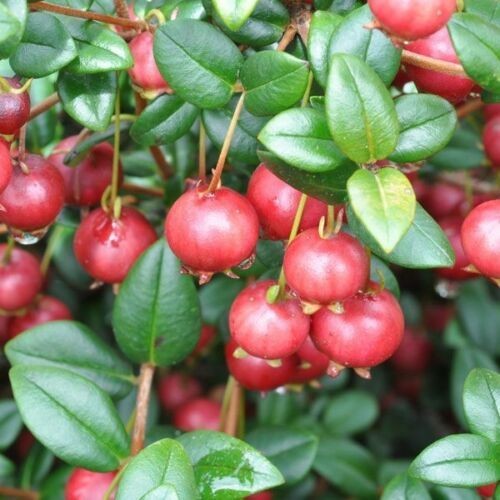 Chilean myrtle cranberry - myrtle, or